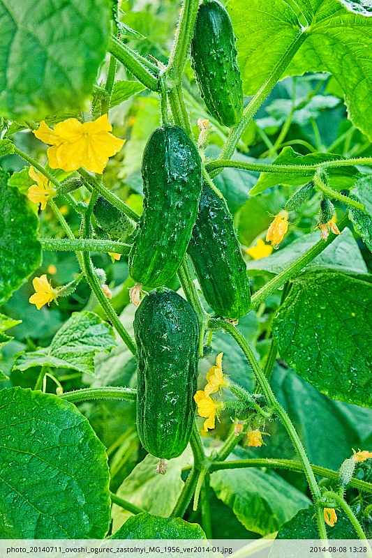 Огурец Застольный F1 (Селекция "ВХ") 0,25 гр цв.п.